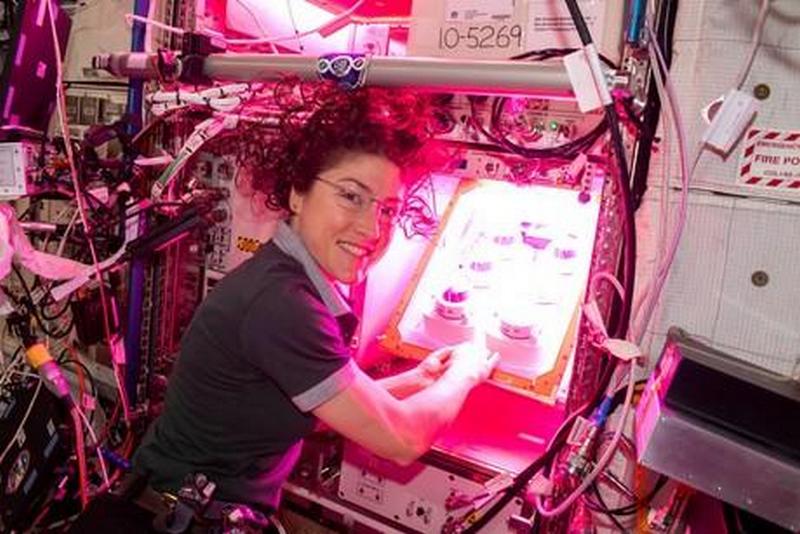 NASA проводить експеримент з вирощування рослин у космосі