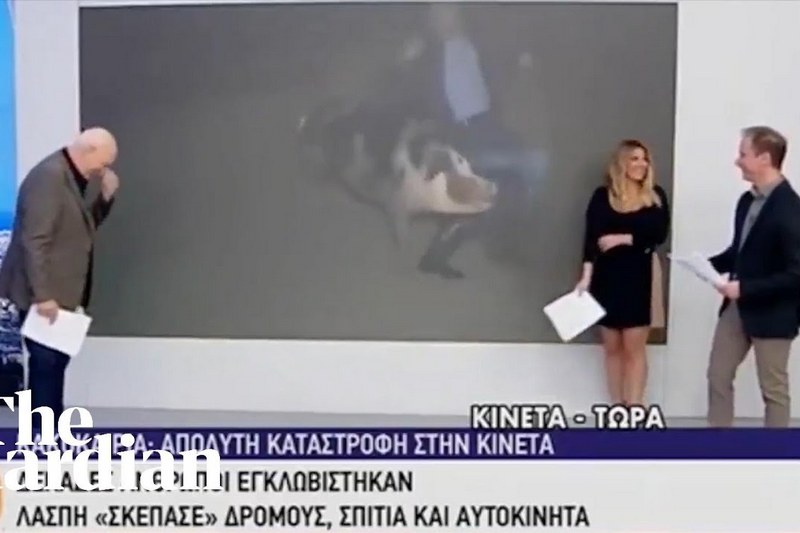 На грецького журналіста під час роботи у прямому ефірі напала свиня