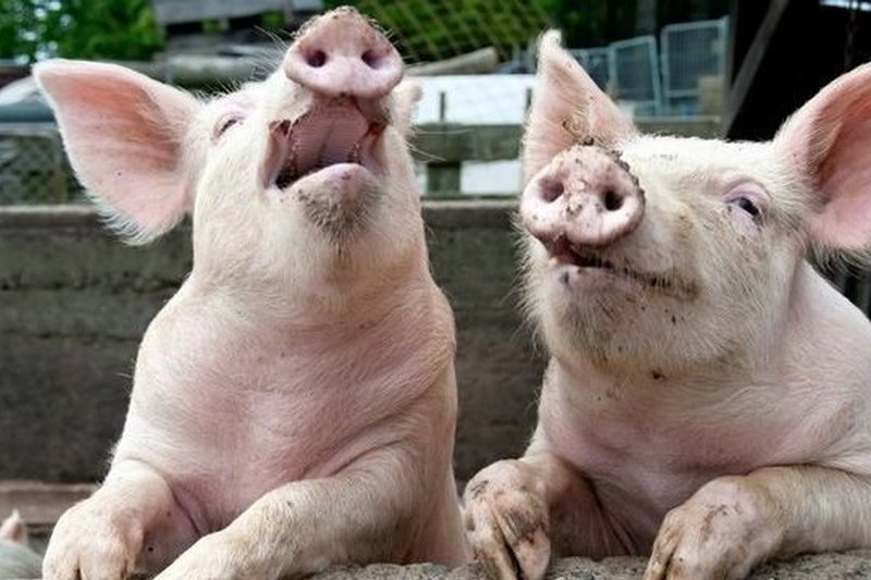 Японські генетики хочуть виростити у свиней підшлункові залози людини