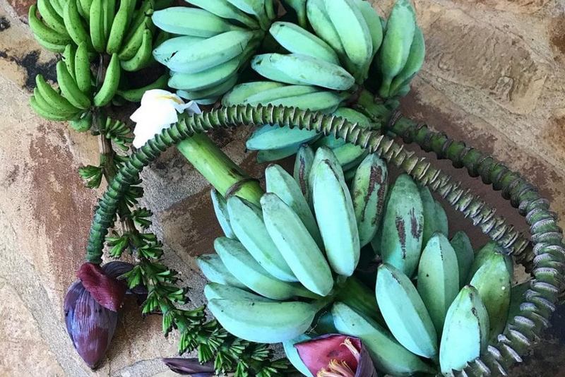 Учені винайшли сорт блакитних бананів