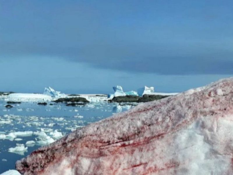 Рідкісне явище: сніг в Антарктиді став малинового кольору