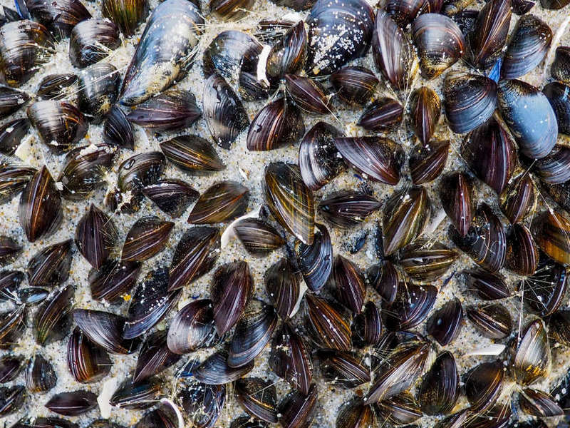 У Новій Зеландії пів мільйона мідій «зварилися» на пляжі через глобальне потепління