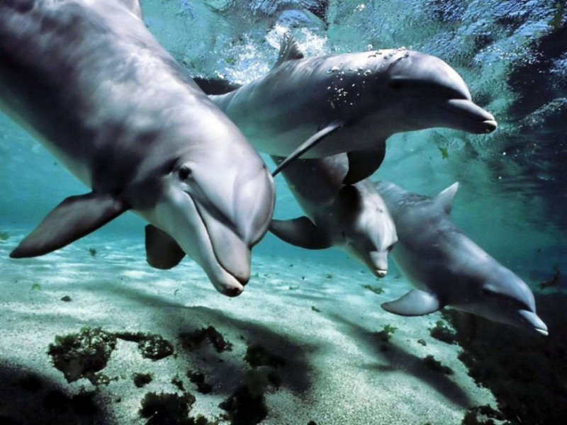В Індійському океані знищено 90% популяції дельфінів