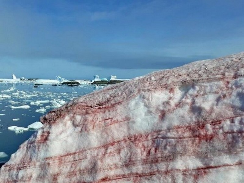 Вчені пояснили, чому в Антарктиді сніг став червоного кольору