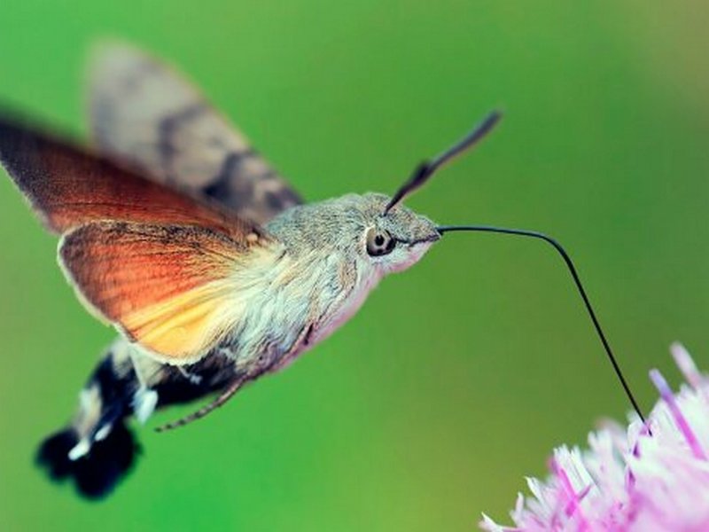 Пам'ять метелика: несподіване відкриття про прекрасну комаху вразило вчених