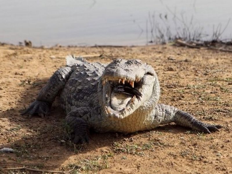 Земля після вимирання: крокодили можуть успадкувати планету через стійкість до зміни клімату
