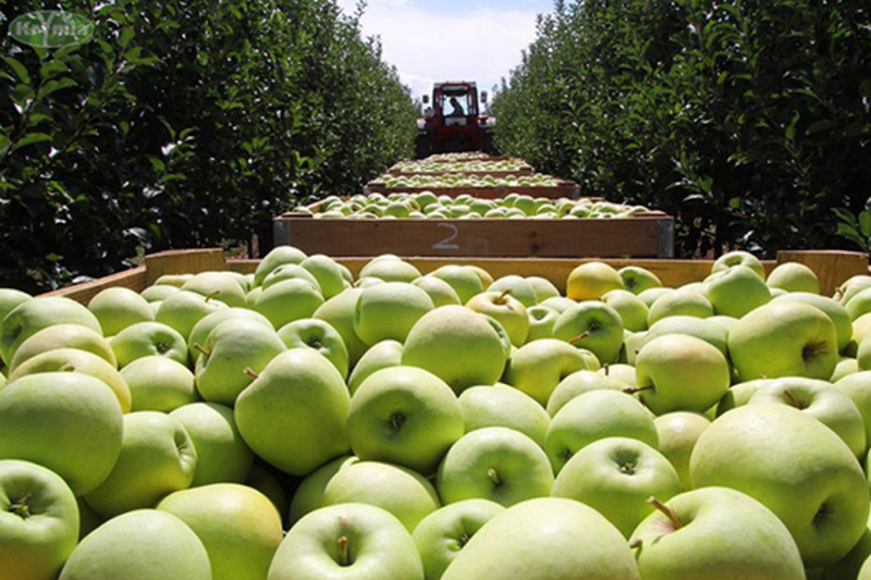 Якій упаковці віддають перевагу імпортери українських яблук