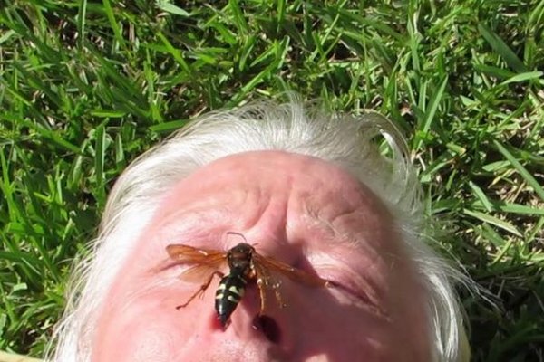 Українців атакують величезні комахи-монстри: фахівці розповіли, як від них врятуватися