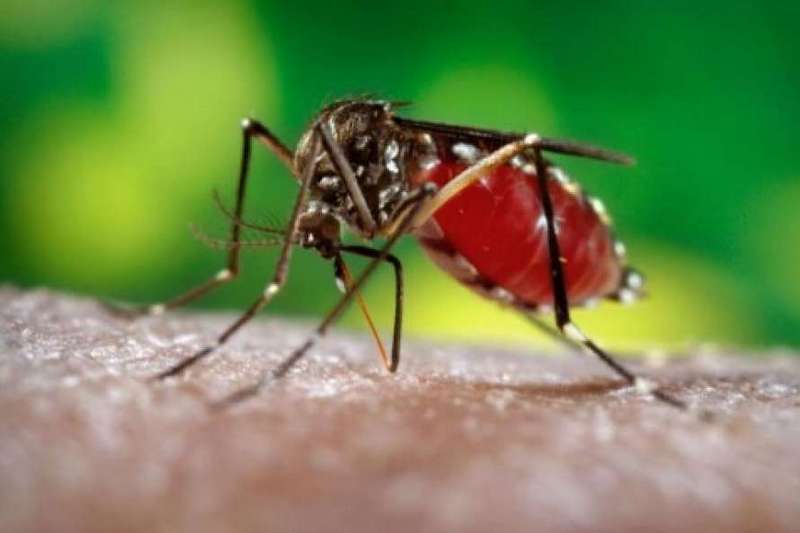 Кого комари люблять наайбільше і як вони шукають свою жертву