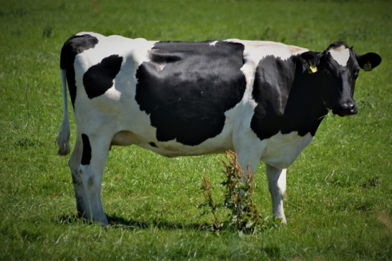 В Австрії від отруєння газом загинули корови