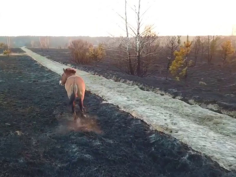 Голодні тварини тікають від вогню у пошуках їжі: трагічні наслідки пожежі в Чорнобильській зоні (відео)
