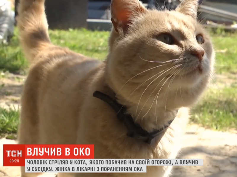 У селі Житомирської області чоловік стріляв у кота, якого побачив на своїй огорожі, а влучив у сусідку