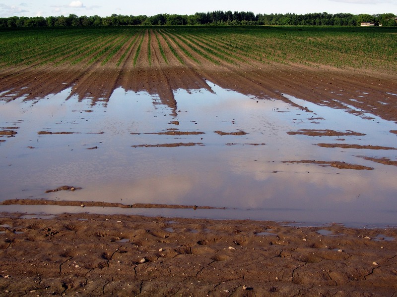 У трьох областях України потужний град знищив урожай на полях
