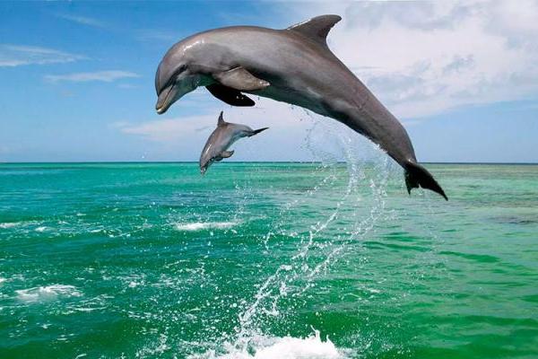 Дельфіни заводять лише «вигідних» друзів — вчені