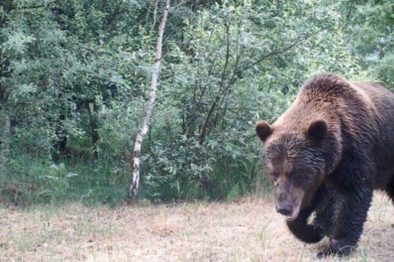 Після Чорнобиля: чому рослини не хворіють на рак?