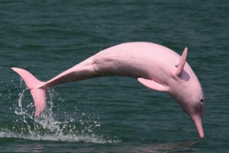 У єдиного в світі рожевого дельфіна народилось дитинча