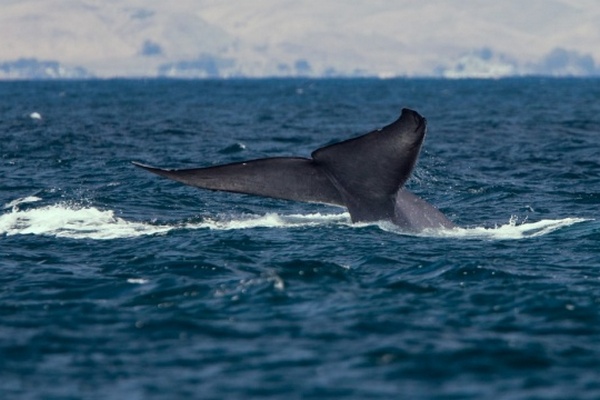 В Австралії на берег викинулися майже пів тисячі китів, близько 200 загинули