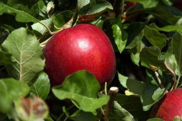 Винайдено новий сорт яблук, який можна зберігати до 12 місяців