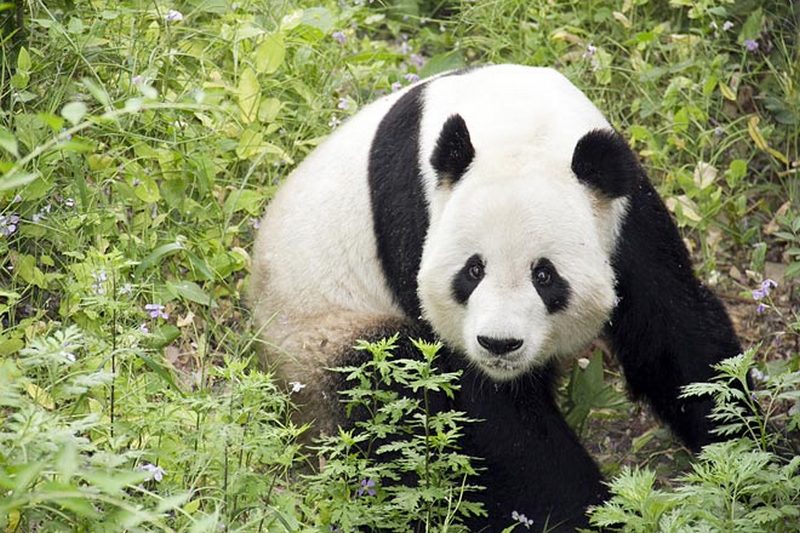 Відвідувачі зоопарку закидали панду камінням