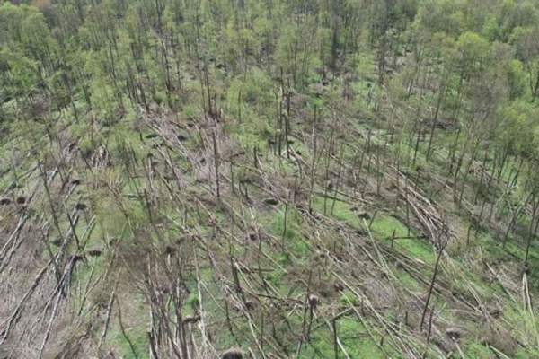 На Житомирщині смерч повалив сотні дерев. ВІДЕО. ФОТО
