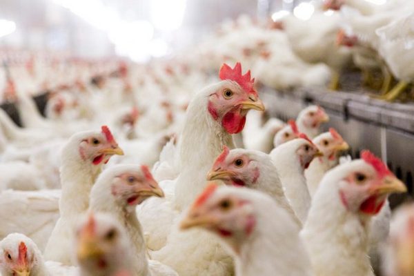 Найбільший спалах пташиного грипу: Польща винищує 6 млн птахів