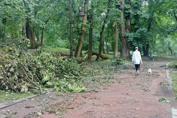 Загинули на місці: через буревій у Львові на молоду пару впало дерево у парку