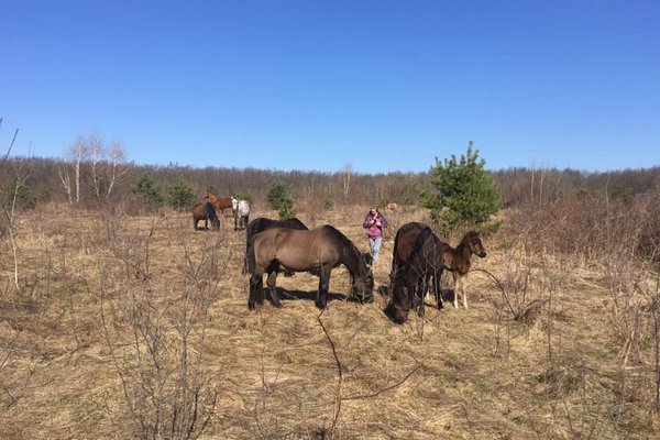 З Київщини на Закарпаття евакуювали табун унікальних зникаючих поліських коней
