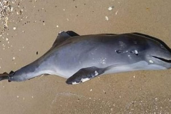 На узбережжі Чорного моря в Одеській області виявили мертвих дельфінів