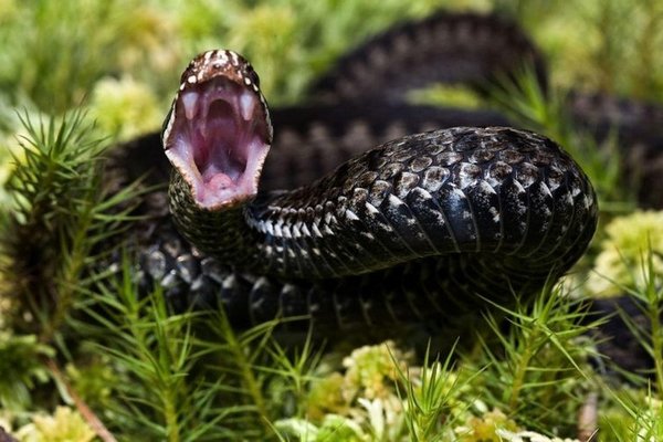 Змія вкусила 12-річну жительку Самбірщини