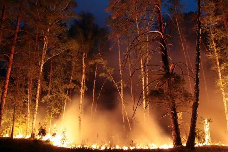 В Росії горить уже 4,5 млн гектарів лісу, гасять лише 6%, – Greenpeace