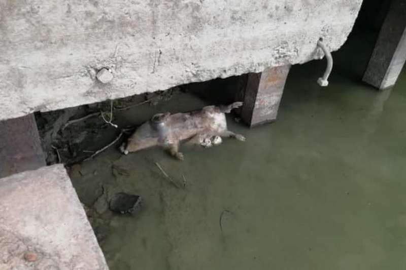 У Дунаї виявили загиблих свиней