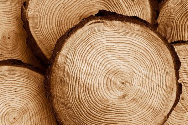 В Україні заборонений експорт деревини