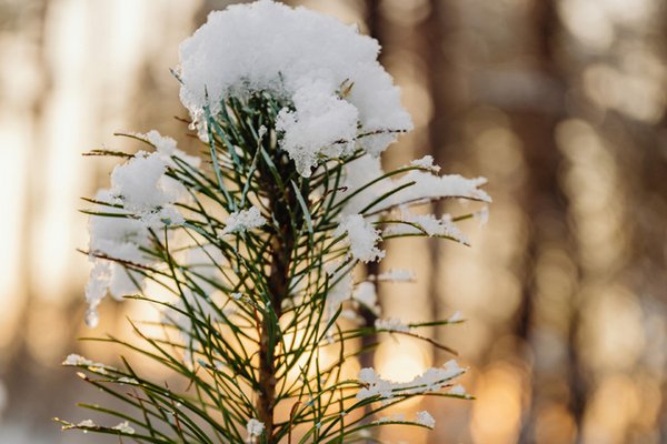Коли в Україні перший сніг та морози: прогноз синоптика