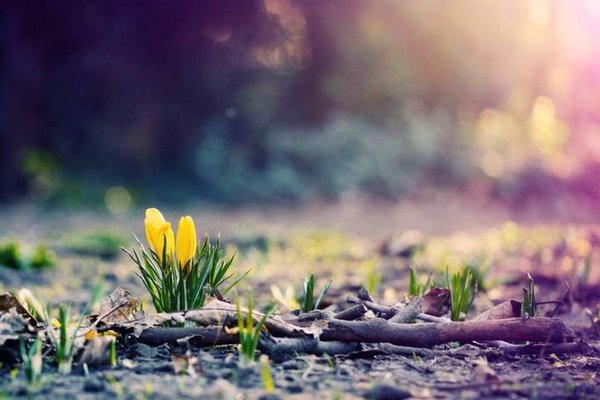 Коли в Україну прийде справжня весна: синоптик назвав дати
