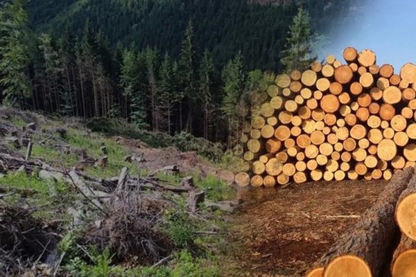 На Заході України у лісництві незаконно зрубали понад 100 дерев на мільйон гривень