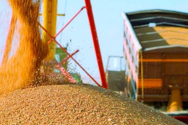 Українське зерно ввозили в Польщу за шахрайськими схемами
