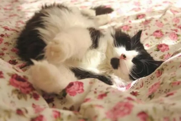 Медики розповіли про небезпеку для здоров'я сну в одному ліжку з котом
