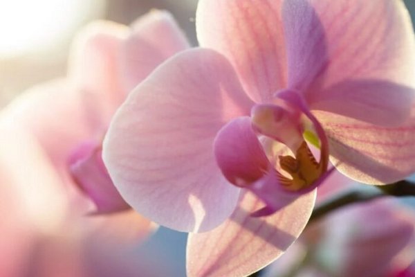 Як доглядати за орхідеєю і що для цього потрібно