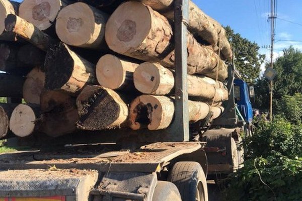 У Сваляві затримали вантажівку з нелегальною деревиною породи бук