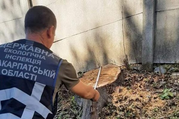 Незаконну рубку дерев виявили екологи на Мукачівщині