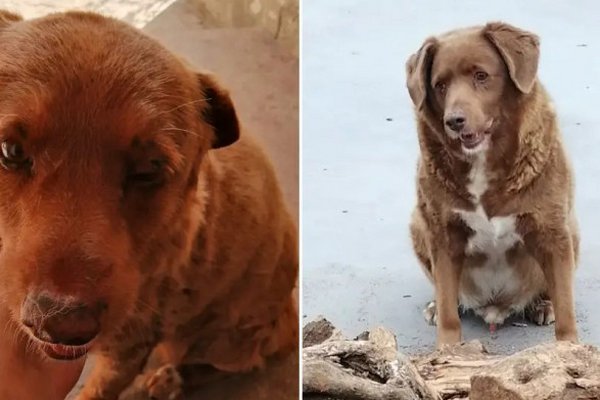 Помер найстаріший собака у світі: йому було 31 рік
