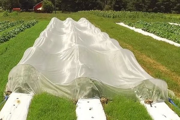 Вчені випробовують сітчасті тунелі для накриття органічних овочів