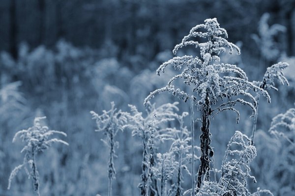 9-го січня в Україні триватиме холодна морозна погода, – Діденко