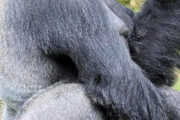 Вчені з’ясували, навіщо горили б’ють себе в груди