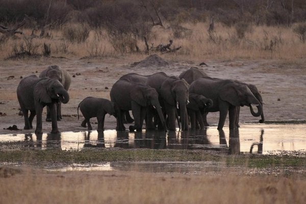 Африканська країна погрожує Німеччині 20 тисячами слонів