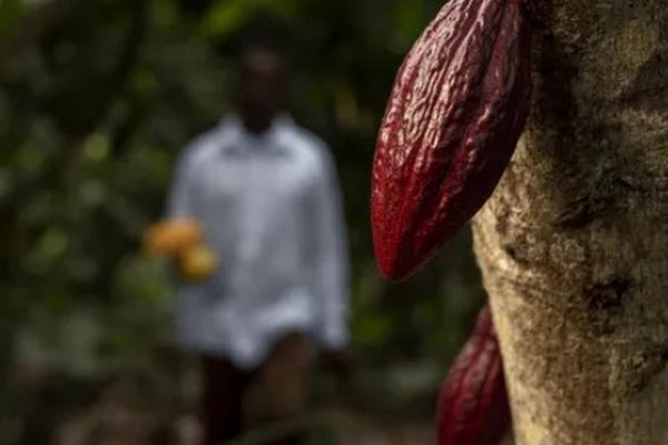 У світі настала шоколадна криза: як дефіцит какао змінить ціни в Україні