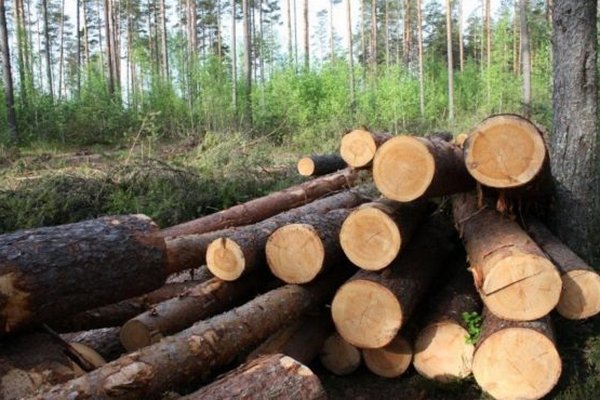 Через три роки будуть заборонені суцільні рубки лісу в Карпатах