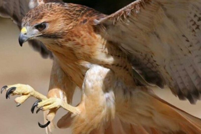 В Ефіопії дикий орел насмерть заклював дитину