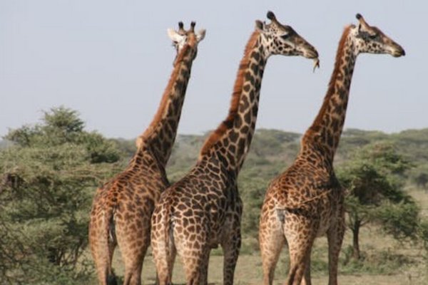 Вчені з’ясували, чому жирафи мають довгі шиї