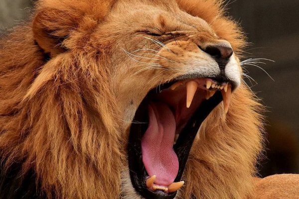 Якщо позіхне один лев, то позіхне і другий — дослідження вчених